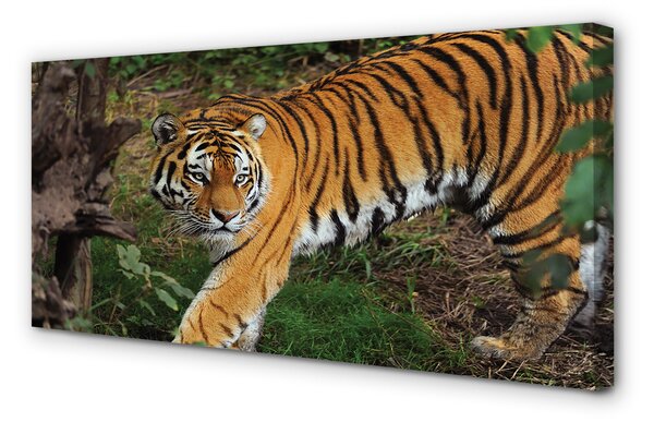 Tablouri canvas Woods tigru