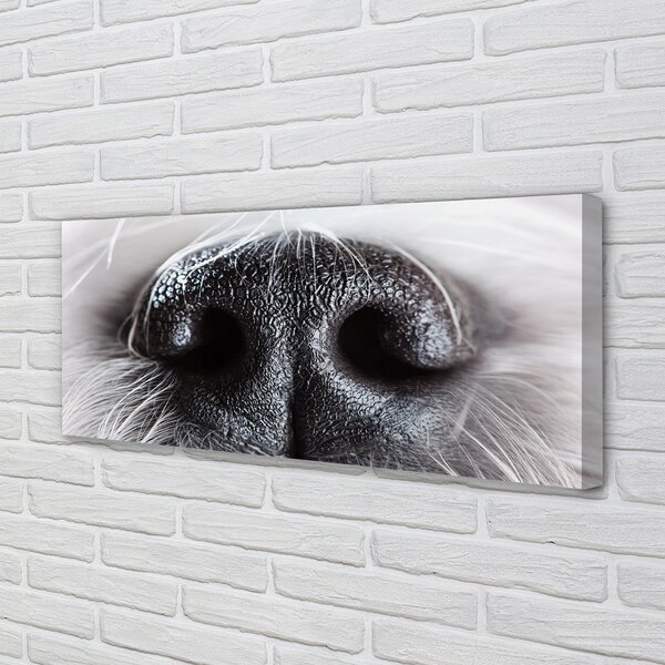 Tablouri canvas nasul câinelui