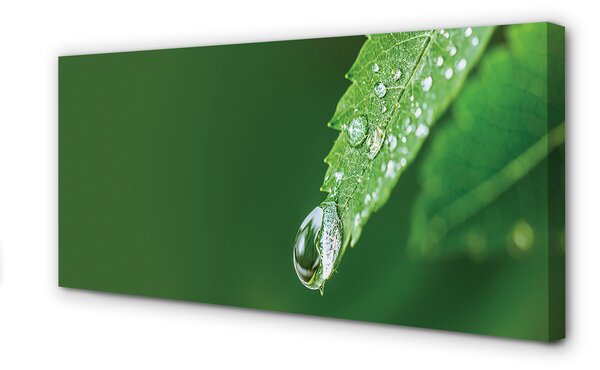 Tablouri canvas leaf picătură de apă