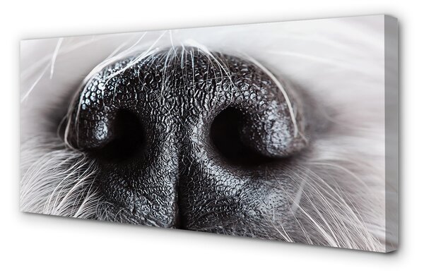 Tablouri canvas nasul câinelui