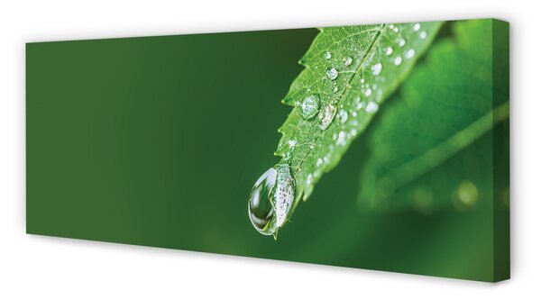 Tablouri canvas leaf picătură de apă