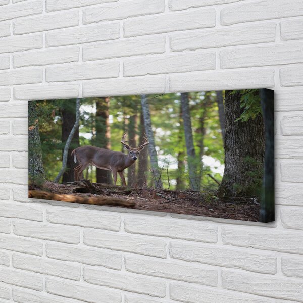 Tablouri canvas pădure cerb