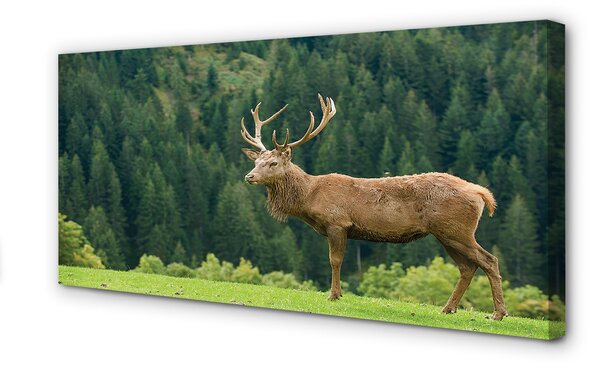 Tablouri canvas Deer în domeniu