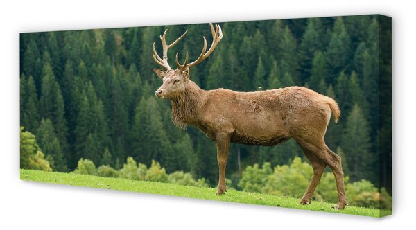 Tablouri canvas Deer în domeniu