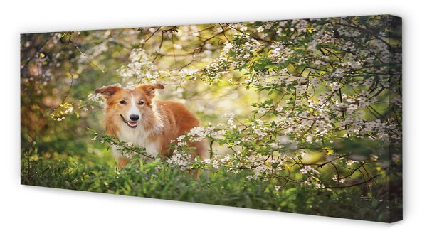 Tablouri canvas Dog flori pădure