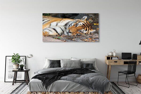 Tablouri canvas situată tigru