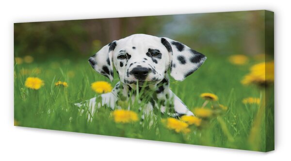 Tablouri canvas câine prerie
