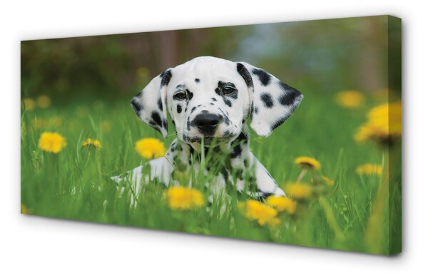 Tablouri canvas câine prerie