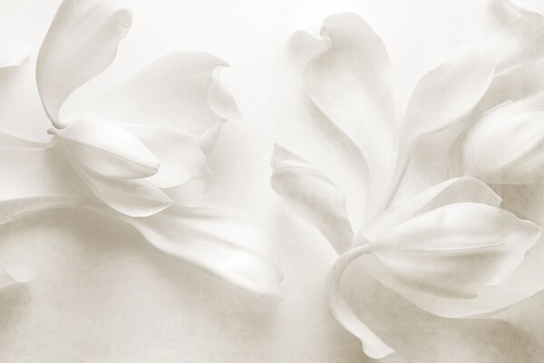 Tapet Flori de magnolie albe, cu textură și petale delicate, pe un fundal deschis, estompat, Fototapet 3D, Fototapet 3D Flori, w09771 : Uwalls.ro