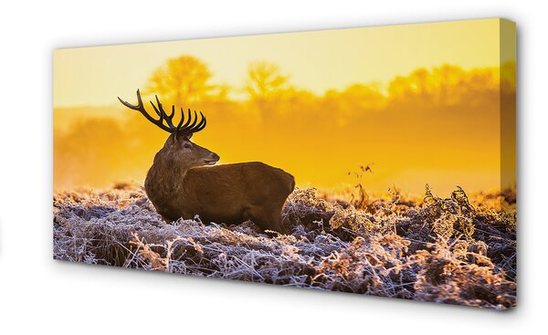 Tablouri canvas Deer răsărit de soare de iarnă
