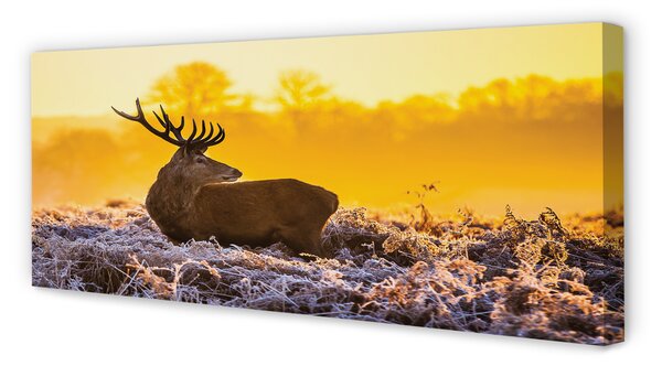 Tablouri canvas Deer răsărit de soare de iarnă