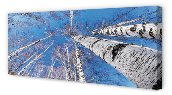 Tablouri canvas cer mesteacăn