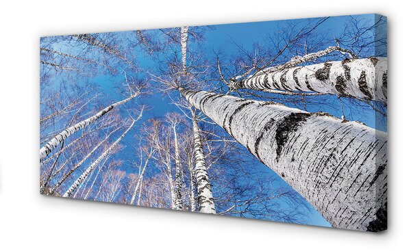Tablouri canvas cer mesteacăn