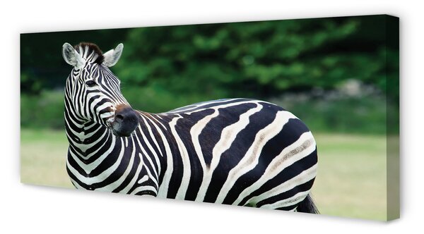 Tablouri canvas caseta Zebra
