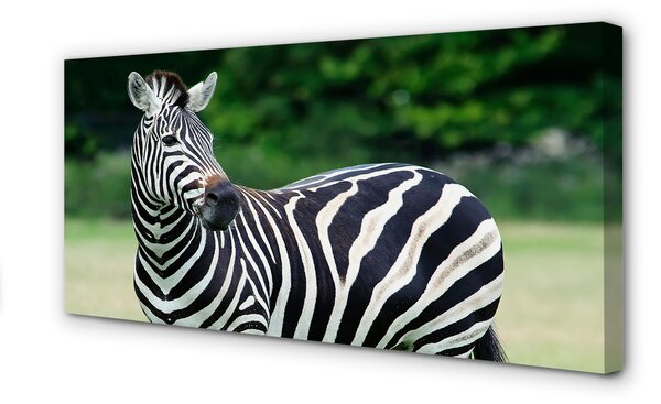 Tablouri canvas caseta Zebra