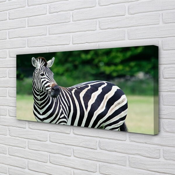 Tablouri canvas caseta Zebra