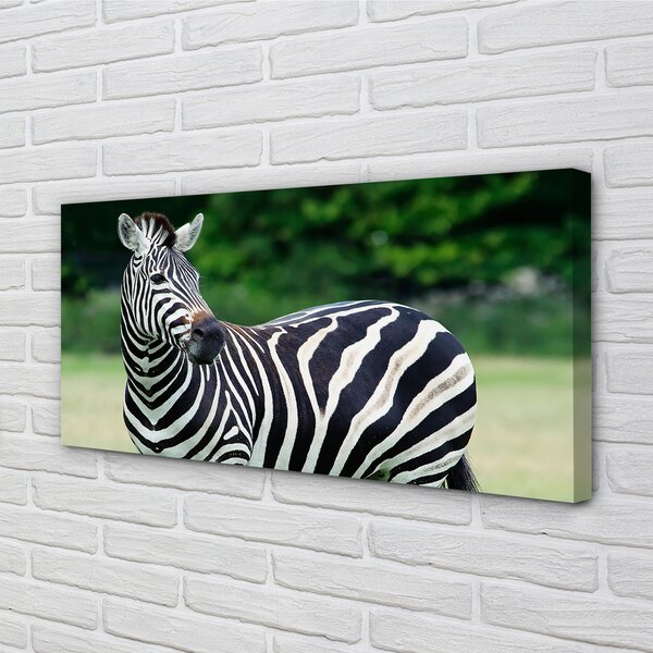 Tablouri canvas caseta Zebra