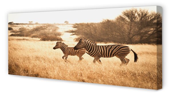 Tablouri canvas Zebra câmp apus de soare
