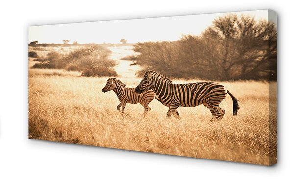 Tablouri canvas Zebra câmp apus de soare