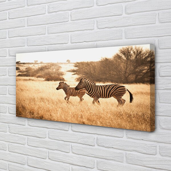 Tablouri canvas Zebra câmp apus de soare