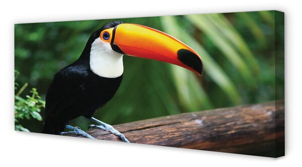 Tablouri canvas Toucan pe o ramură