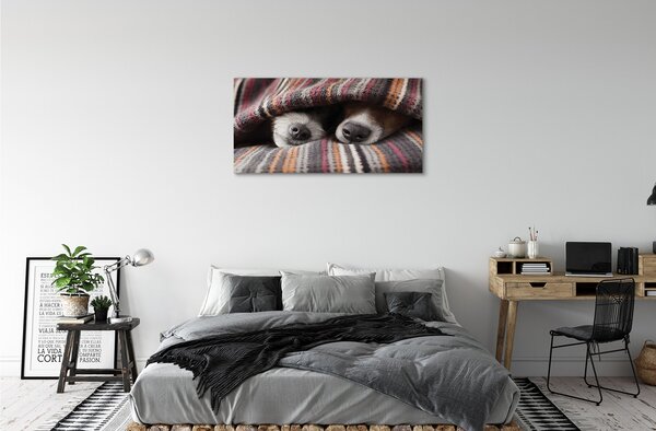 Tablouri canvas câini adormiți