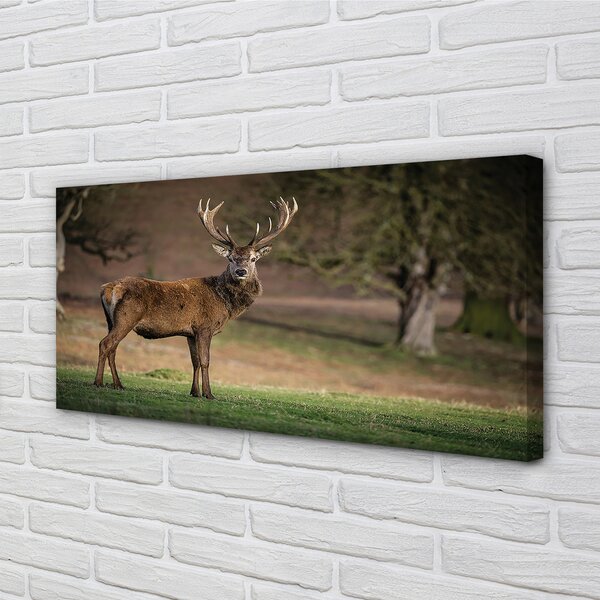 Tablouri canvas Deer în domeniu