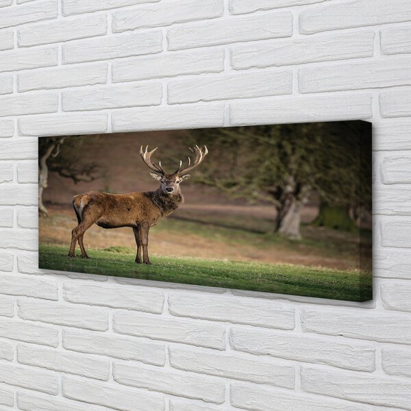 Tablouri canvas Deer în domeniu