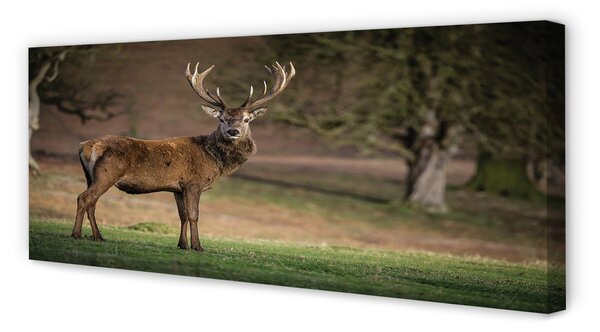 Tablouri canvas Deer în domeniu