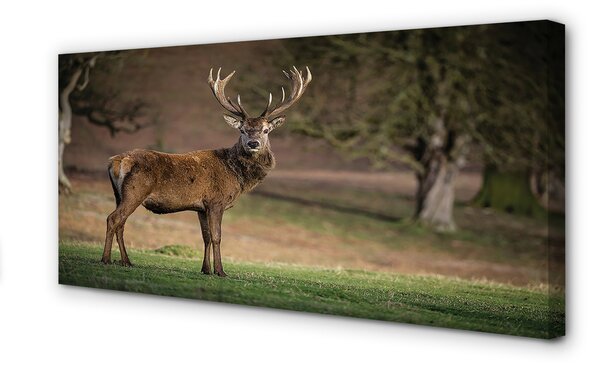 Tablouri canvas Deer în domeniu