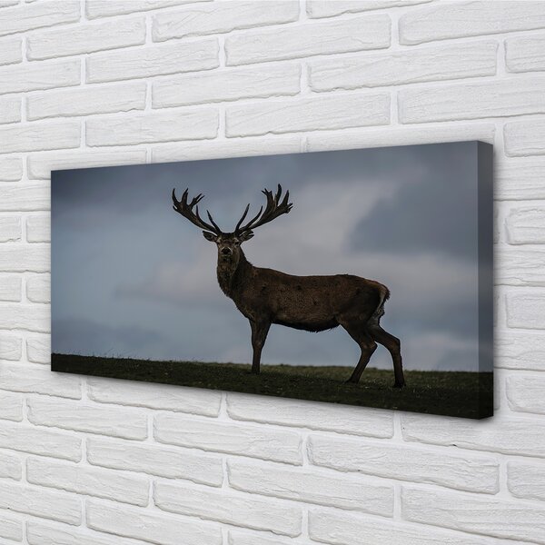 Tablouri canvas Stag noapte