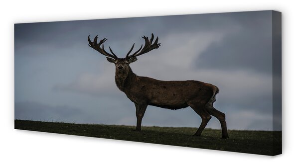 Tablouri canvas Stag noapte