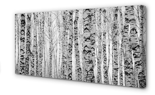 Tablouri canvas Mesteacan alb-negru