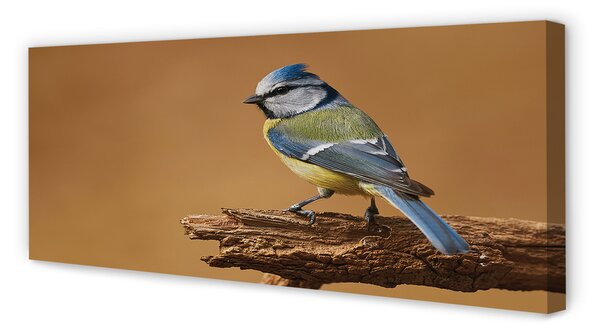 Tablouri canvas Pasăre