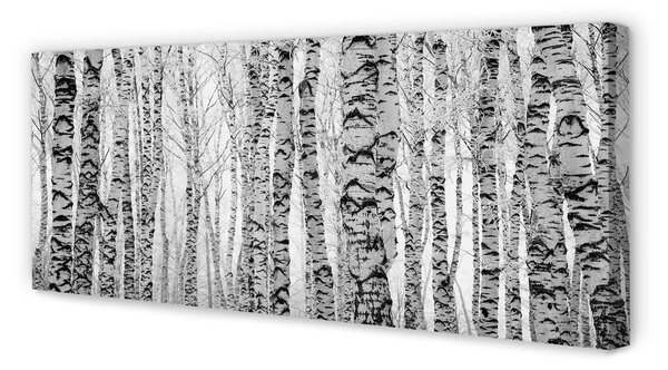 Tablouri canvas Mesteacan alb-negru