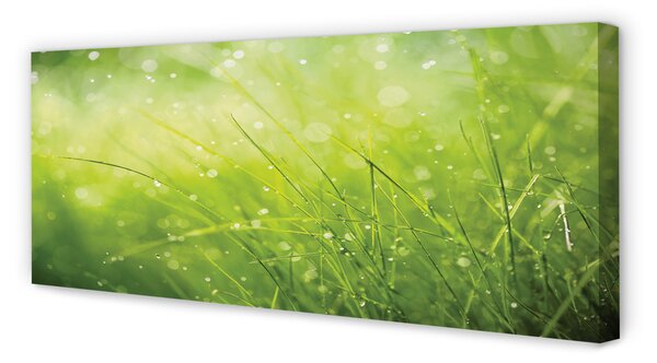 Tablouri canvas picături de rouă iarbă