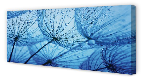 Tablouri canvas Picături păpădia macro