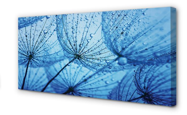 Tablouri canvas Picături păpădia macro