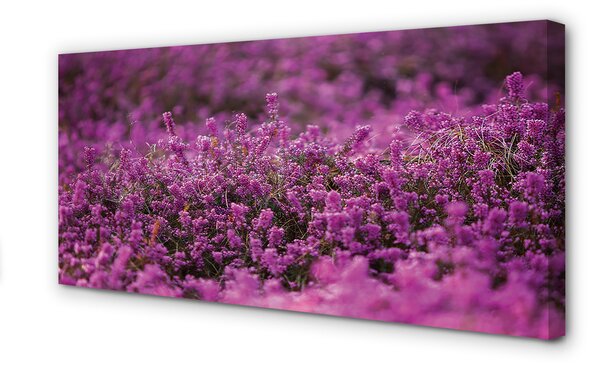 Tablouri canvas Heathers câmp