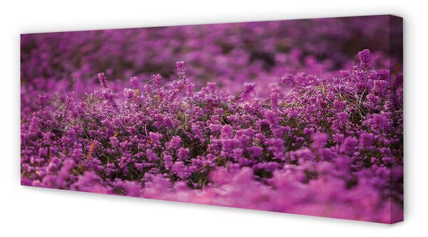 Tablouri canvas Heathers câmp
