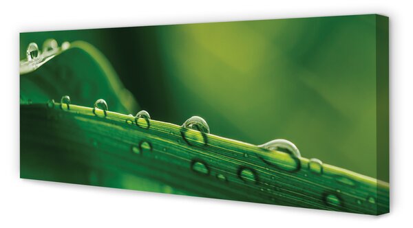Tablouri canvas Picături de iarbă macro