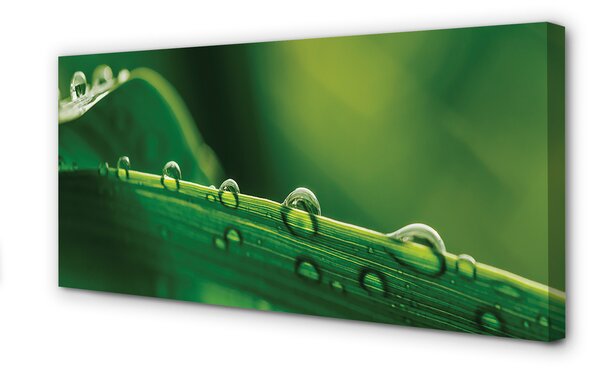 Tablouri canvas Picături de iarbă macro