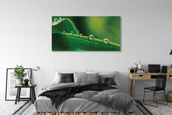 Tablouri canvas Picături de iarbă macro