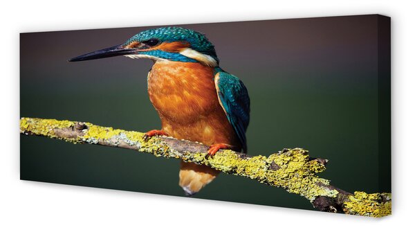 Tablouri canvas pasăre colorat de pe o ramură