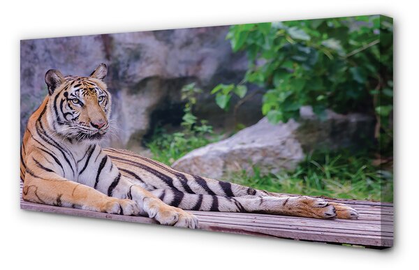 Tablouri canvas Tiger într-o grădină zoologică