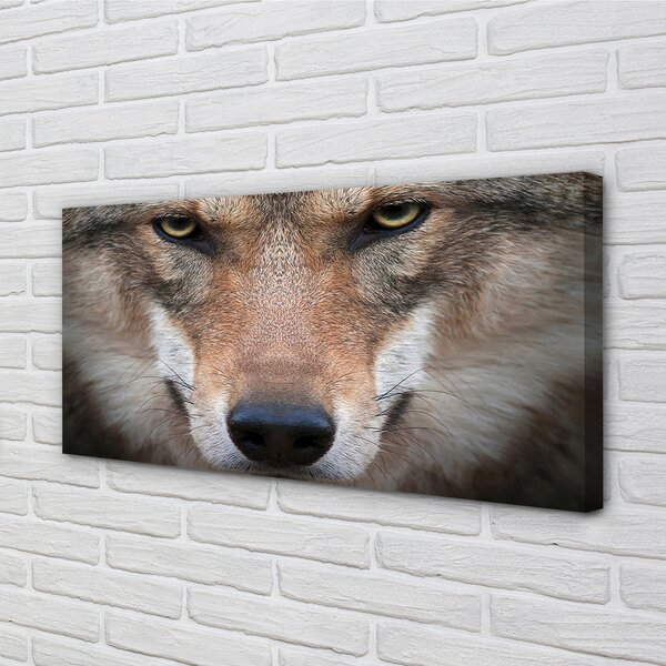 Tablouri canvas ochi de lup