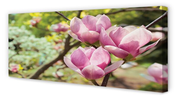 Tablouri canvas copac magnolie