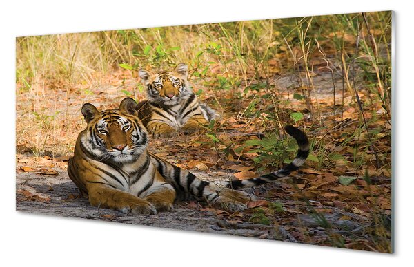 Panouri de sticlă Tigers