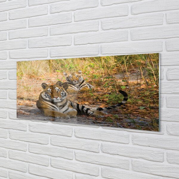 Panouri de sticlă Tigers