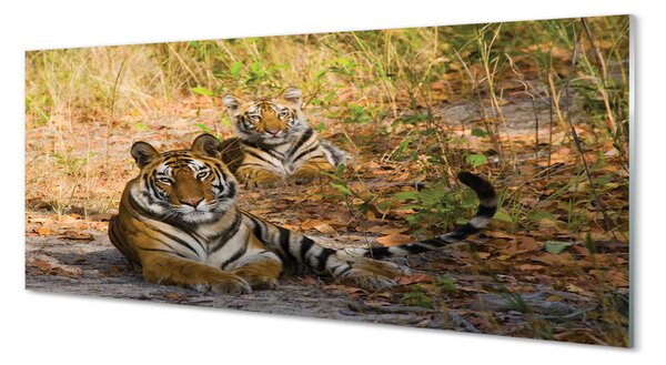 Panouri de sticlă Tigers